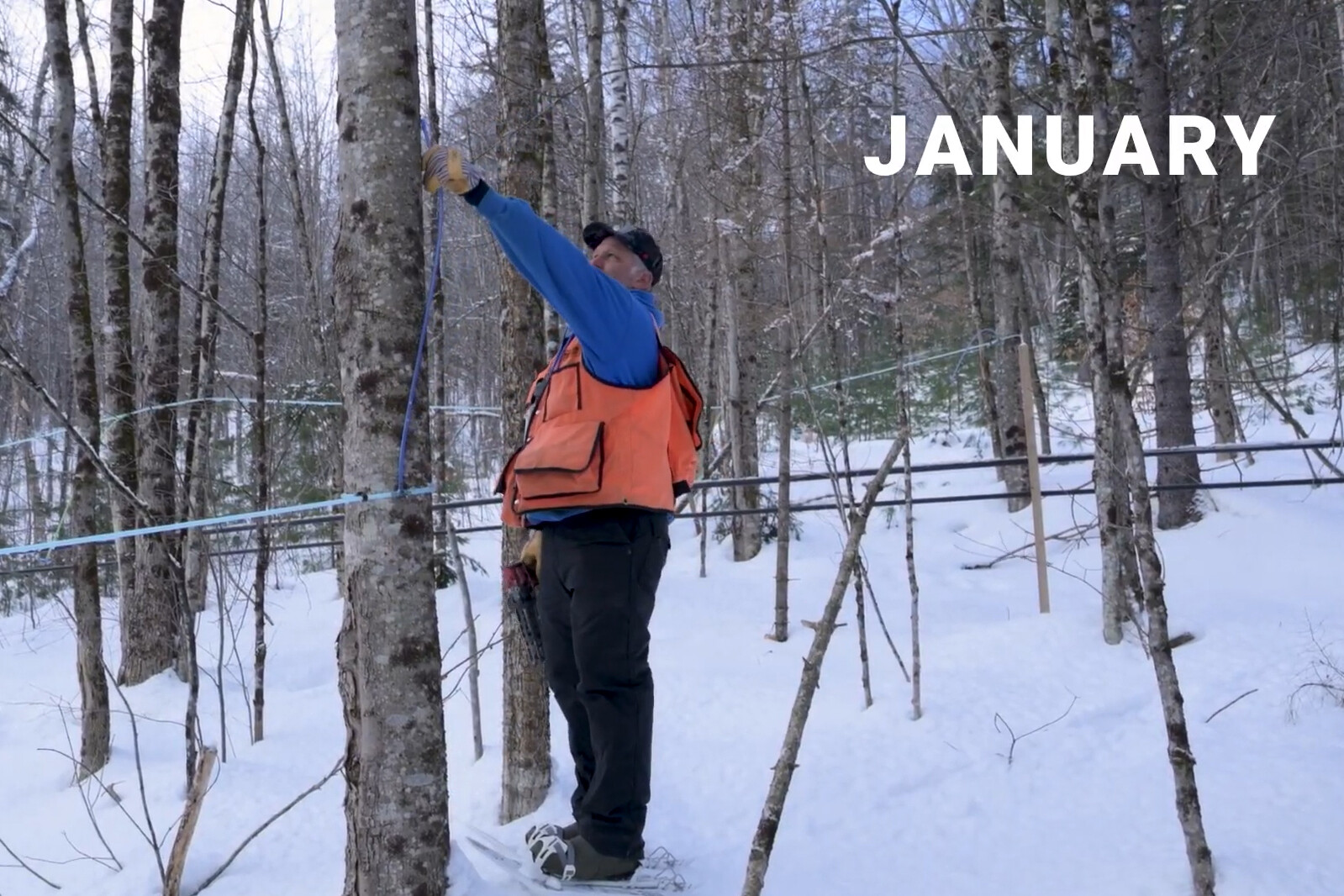 Person in an orange vest tapping a tree in a snowy forest, labeled "JANUARY."