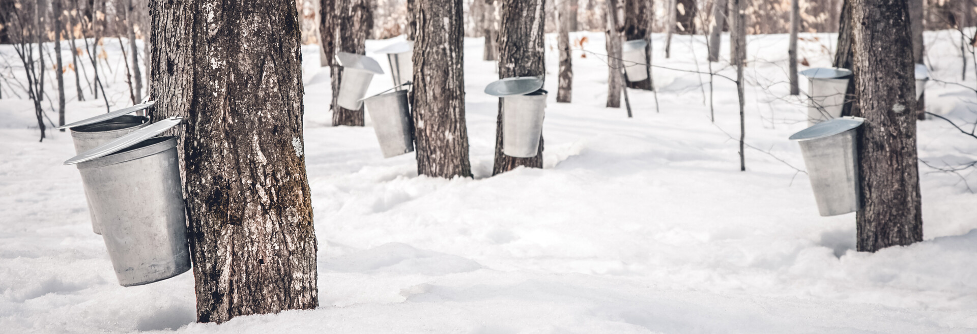 Metal buckets hang from tree trunks in a snowy forest.