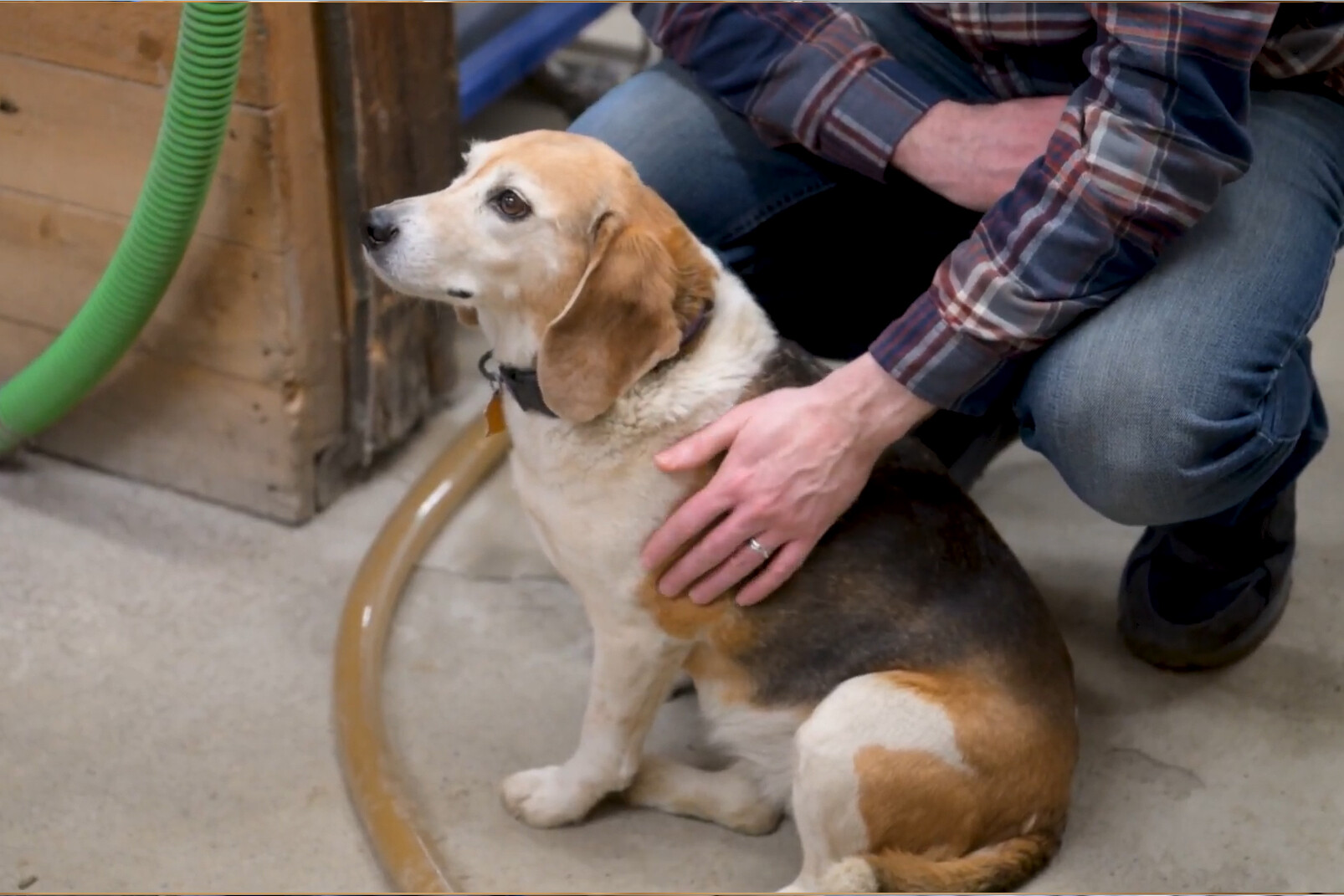 A beagle sits calmly while a person gently pets it.