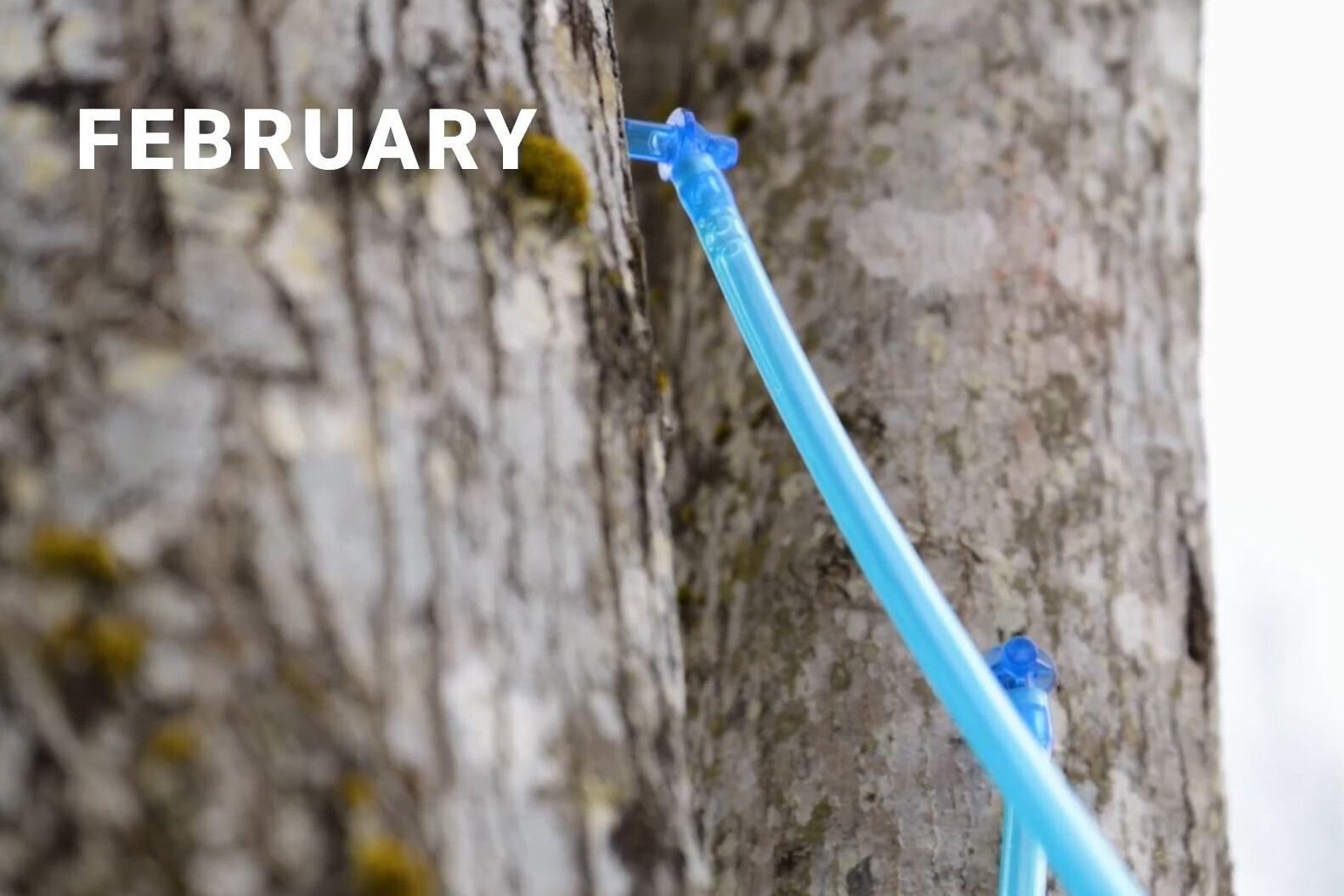 A close-up of blue tubing attached to a tree, with "FEBRUARY" text overlay.